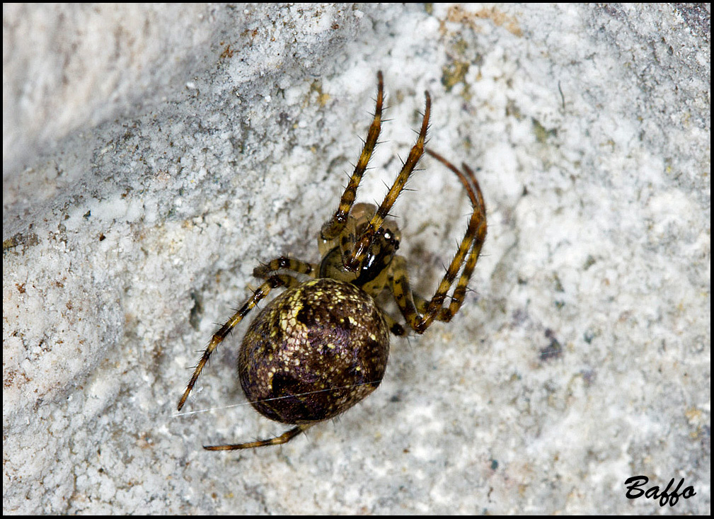 Metellina merianae